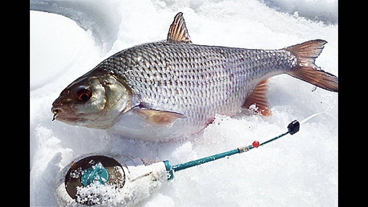 Начинающим рыбакам: секреты подледного лова плотвы