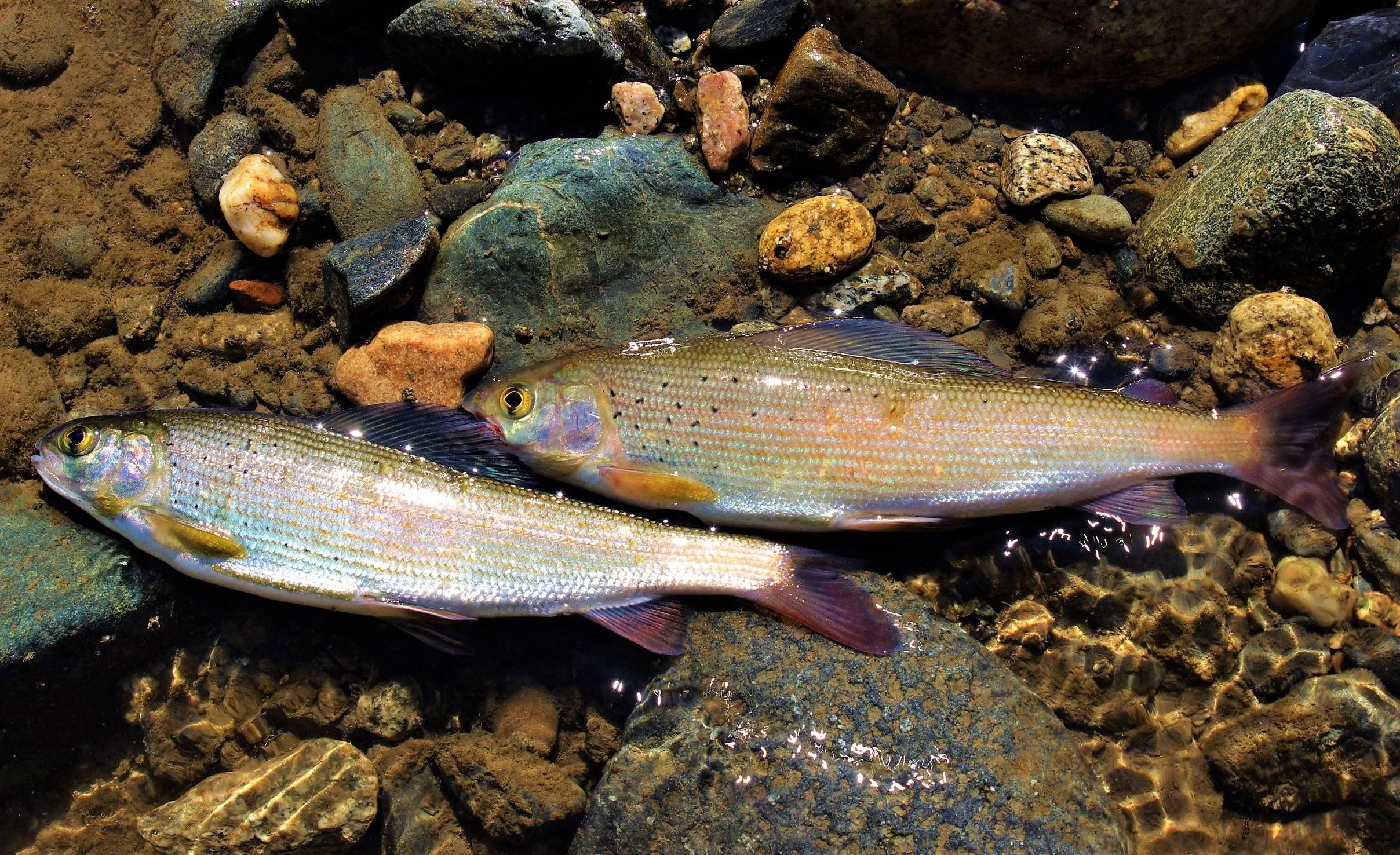 Рыбы байкала. описание, особенности, названия и фото видов рыбы в байкале