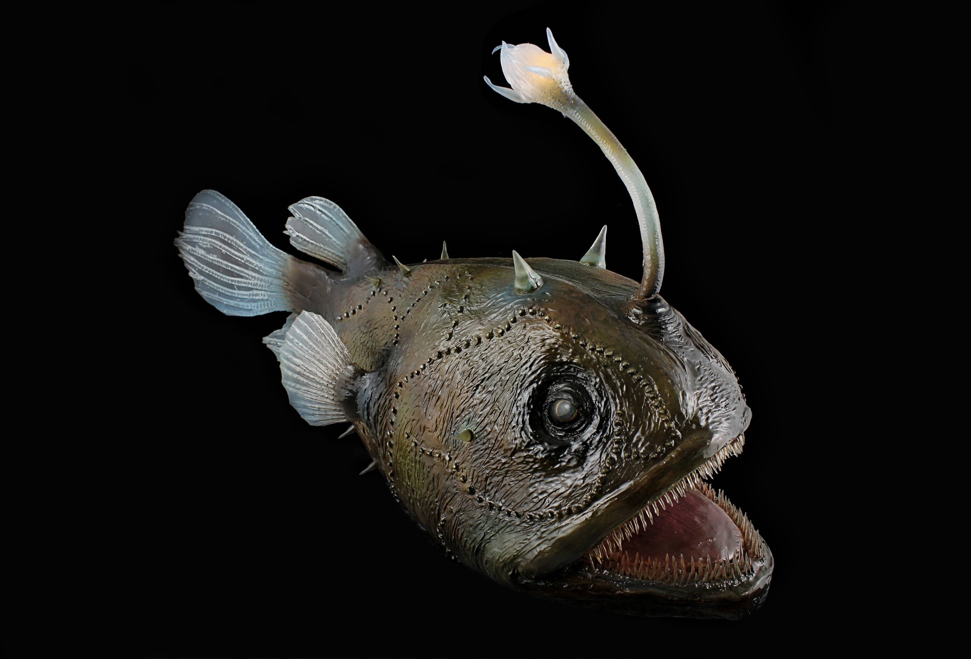 ???? рыба таррария с фонариком на лбу: внешний вид, обитание