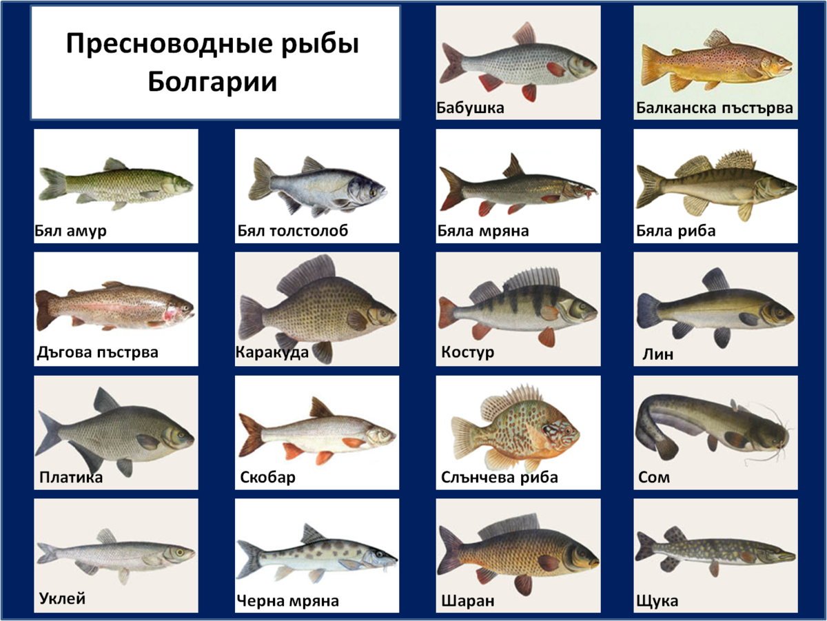 Паразиты в рыбе и болезни рыб, опасные для человека