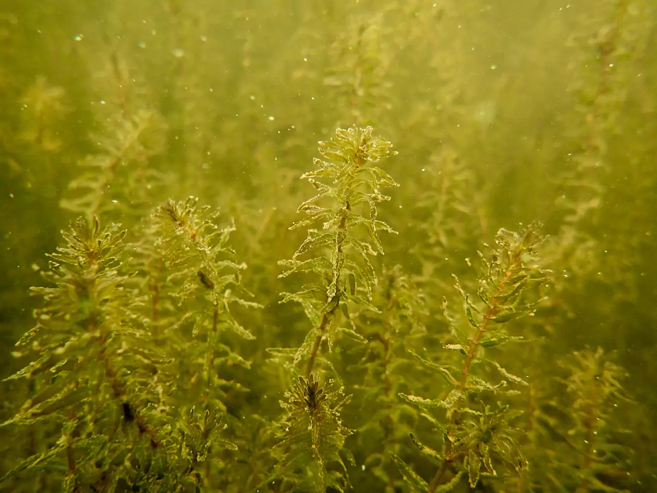 Аквариумное растение элодея: выращивание, размножение, фото