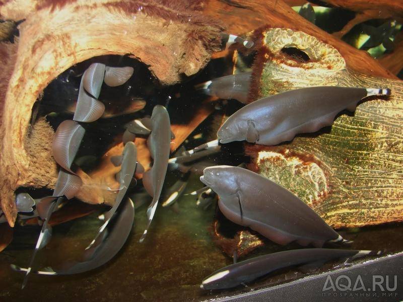 Аквариумная рыба-нож: как ухаживать и чем кормить