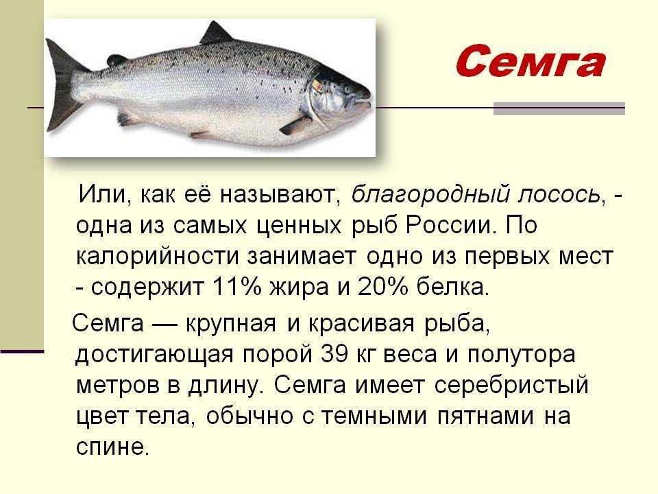 Рыба нерка полезные свойства :: польза и вред