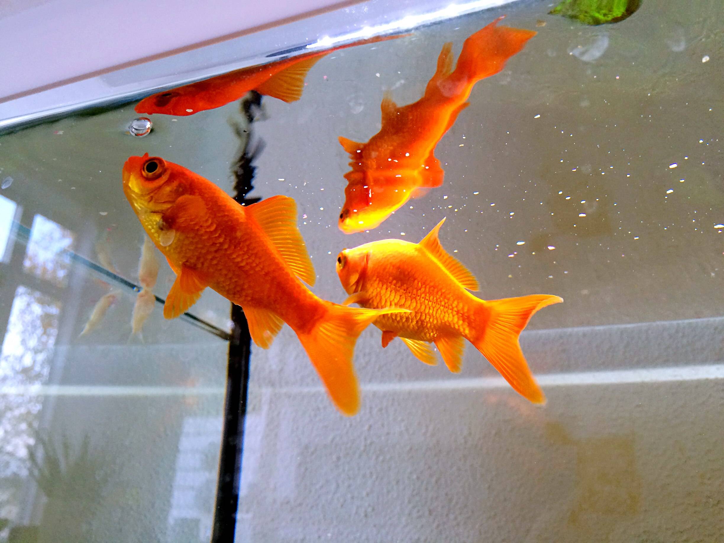 Разведение аквариумных рыбок в домашних условиях для начинающих: как спариваются, рожают и откладывают икру