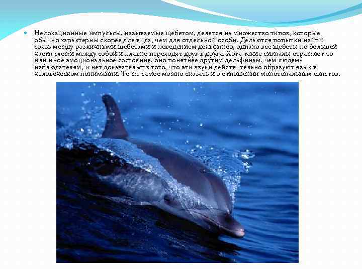 Дельфин — описание, места обитания, рацион питания, виды и интересные факты о млекопитающем (110 фото)