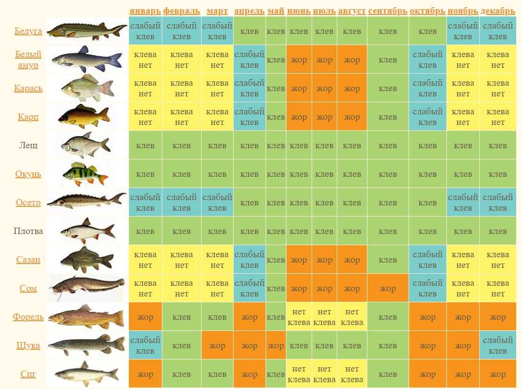 Лунный календарь рыболова и клева на 2023 год: благоприятные дни и недели для рыбалки и клева. в какие лунные дни лучше идти на рыбалку, лучше клюет рыба по рыболовному календарю в 2023 году: таблица
