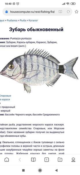 Вырезуб рыба: описание, особенности поведения, рыбалка, нерест