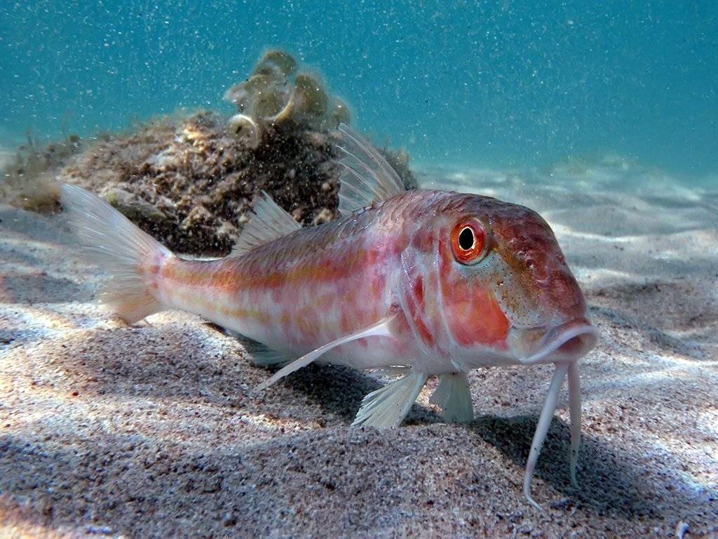Барабулька — морская рыба, описание и фото