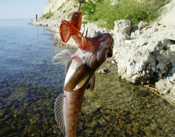 Снасти для ловли бычка на азовском море: как и на что ловить рыбу с берега сегодня, наживка и оснастка