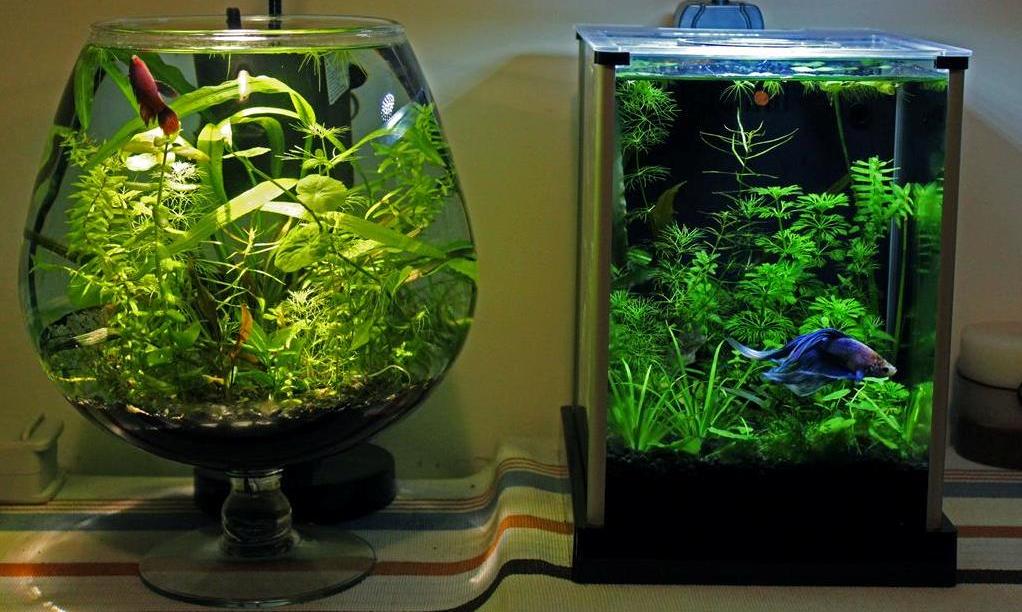 Как правильно запустить новый аквариум?