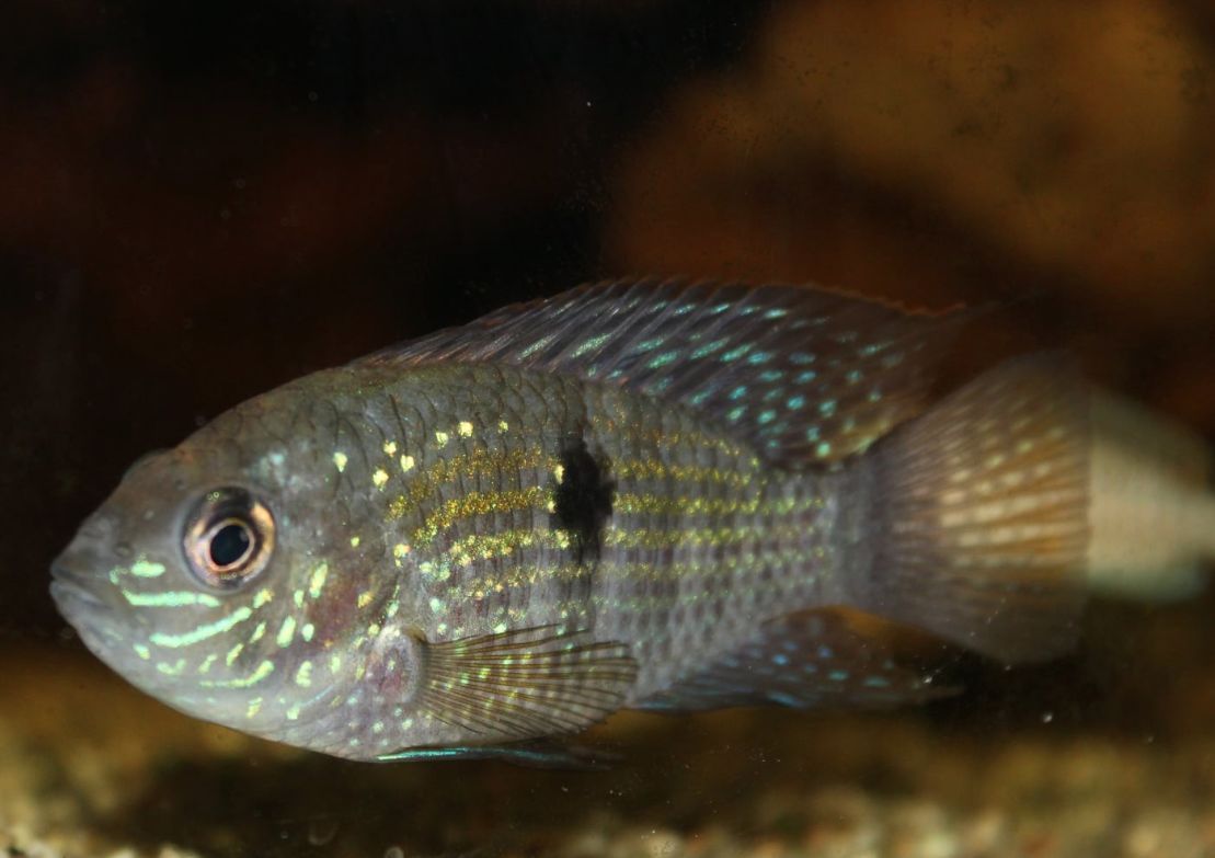Бирюзовая акара - совместимость с другими рыбками, содержание и уход, размножение и разведение, другая информация