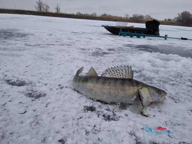 Рыбалка на ахтубе и нижней волге зимой | зимняя рыбалка в астрахани: в декабре, январе и феврале | погода и рыболовный календарь: какая рыба ловится