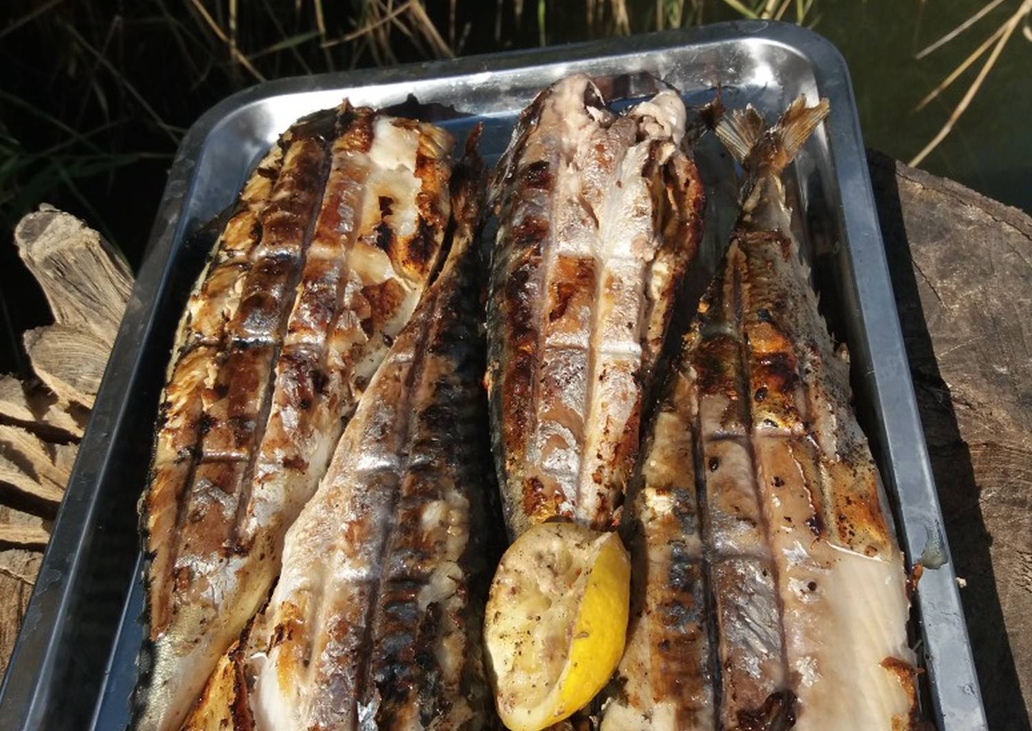 Рыба на костре: как приготовить в фольге на решетке, рецепты ухи
