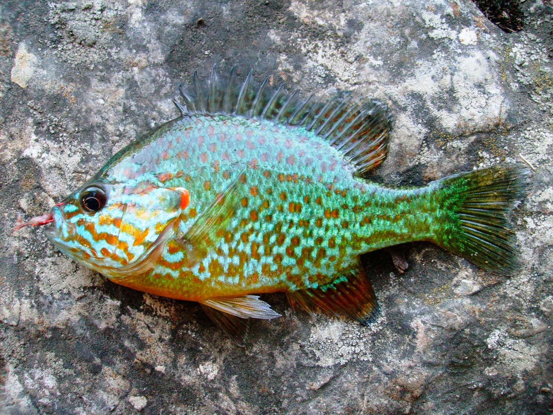 Ушастый окунь или солнечная рыба