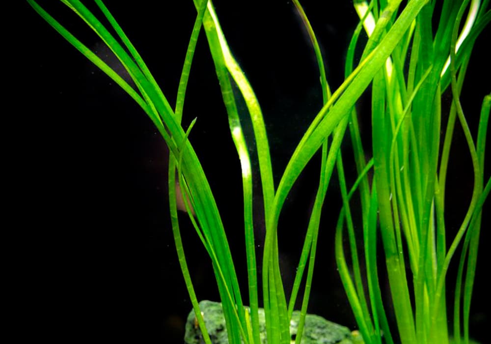 Стрелолист аквариумное растение. сагиттария: аквариумное растение для начинающих. жестколистная сагиттария или стрелолист жестколистный