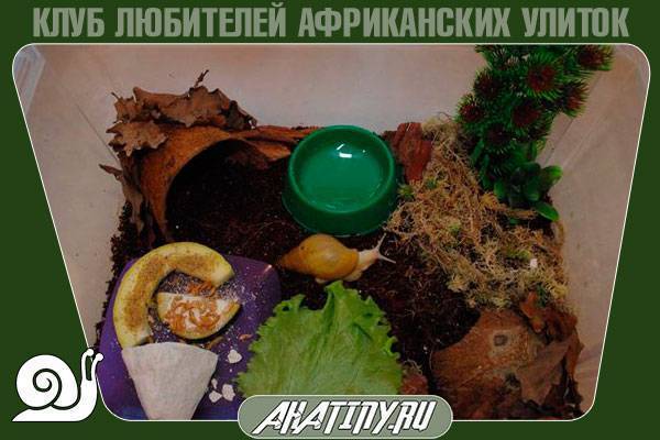 Мох сфагнум - использование для растений, полезные свойства, фото