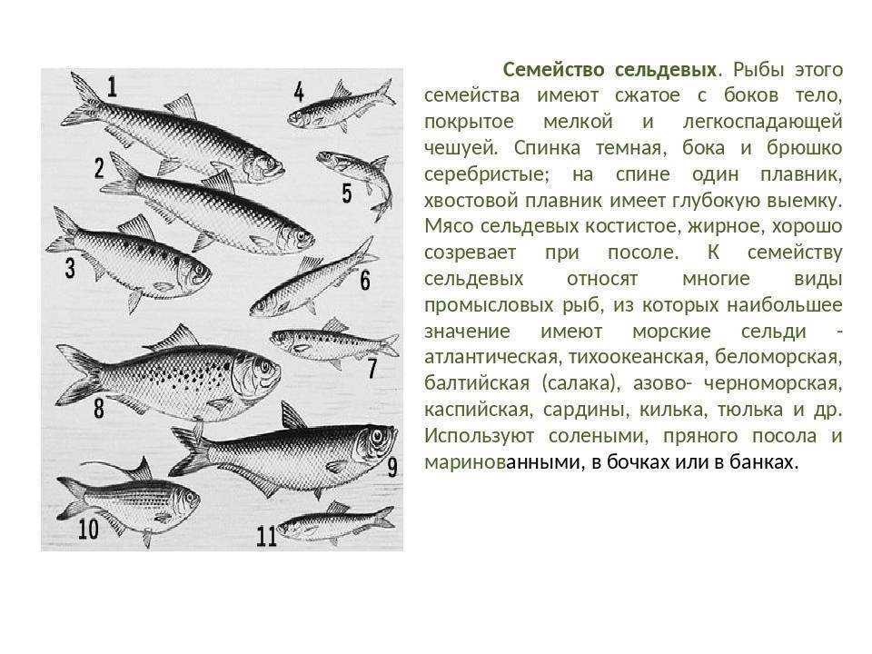 Рыба хоки (макрурус): что за рыба, польза, вред, как приготовить, противопоказания