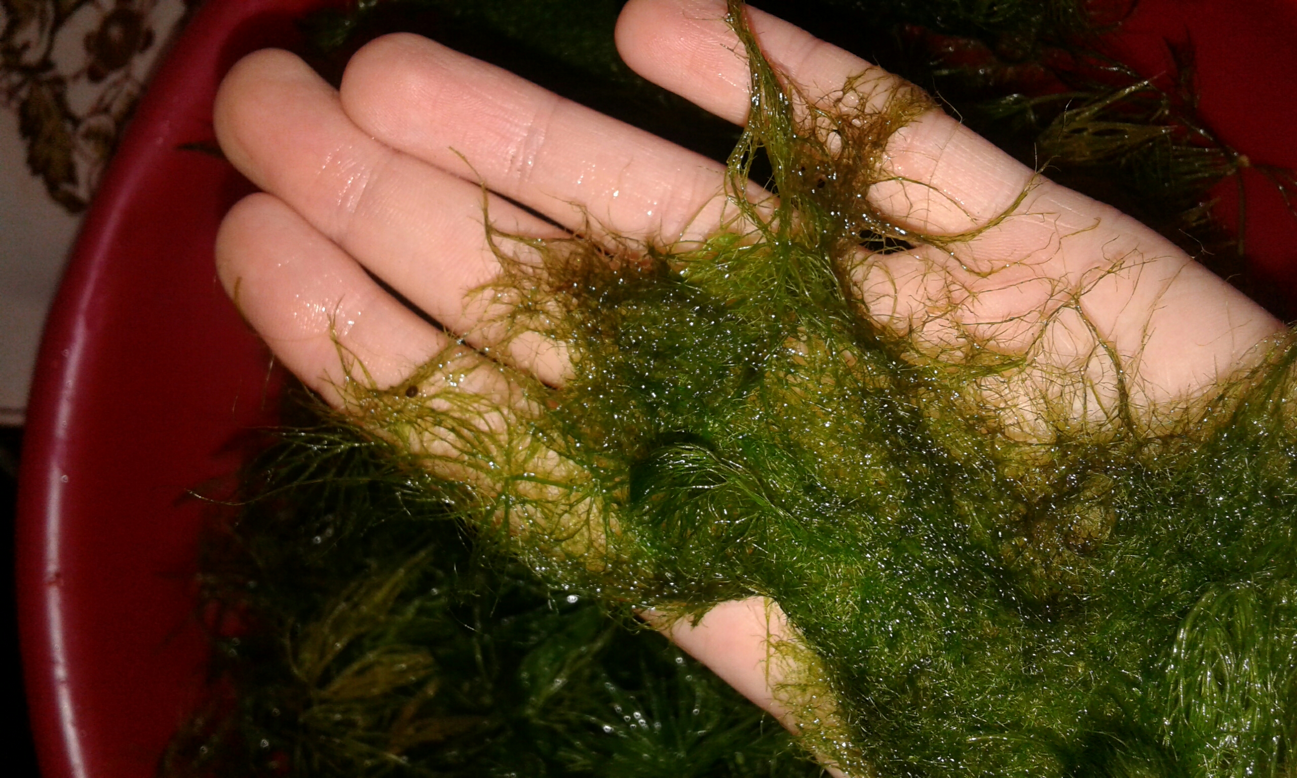 Нитчатка (нитчатые зеленые водоросли кладофора) в пруду