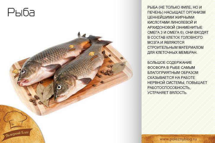 Кефаль: что за рыба, где водится, фото, описание, костлявая или нет
