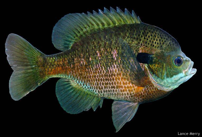 Окунь солнечный бриллиантовый фото и описание – каталог рыб, смотреть онлайн