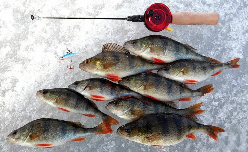 Ловля на безмотылку зимой различной рыбы: секреты и принципы ловли, обзор новых техник