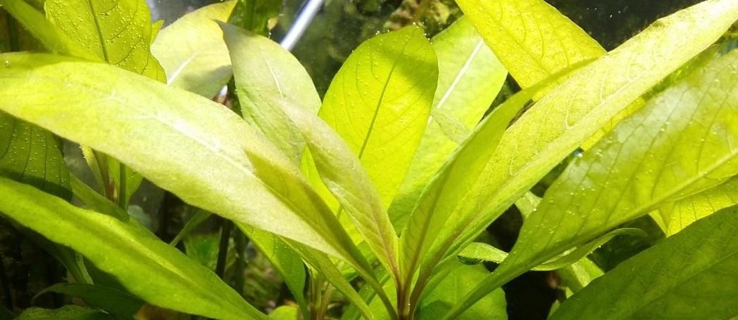 Отличное аквариумное растение — лимонник