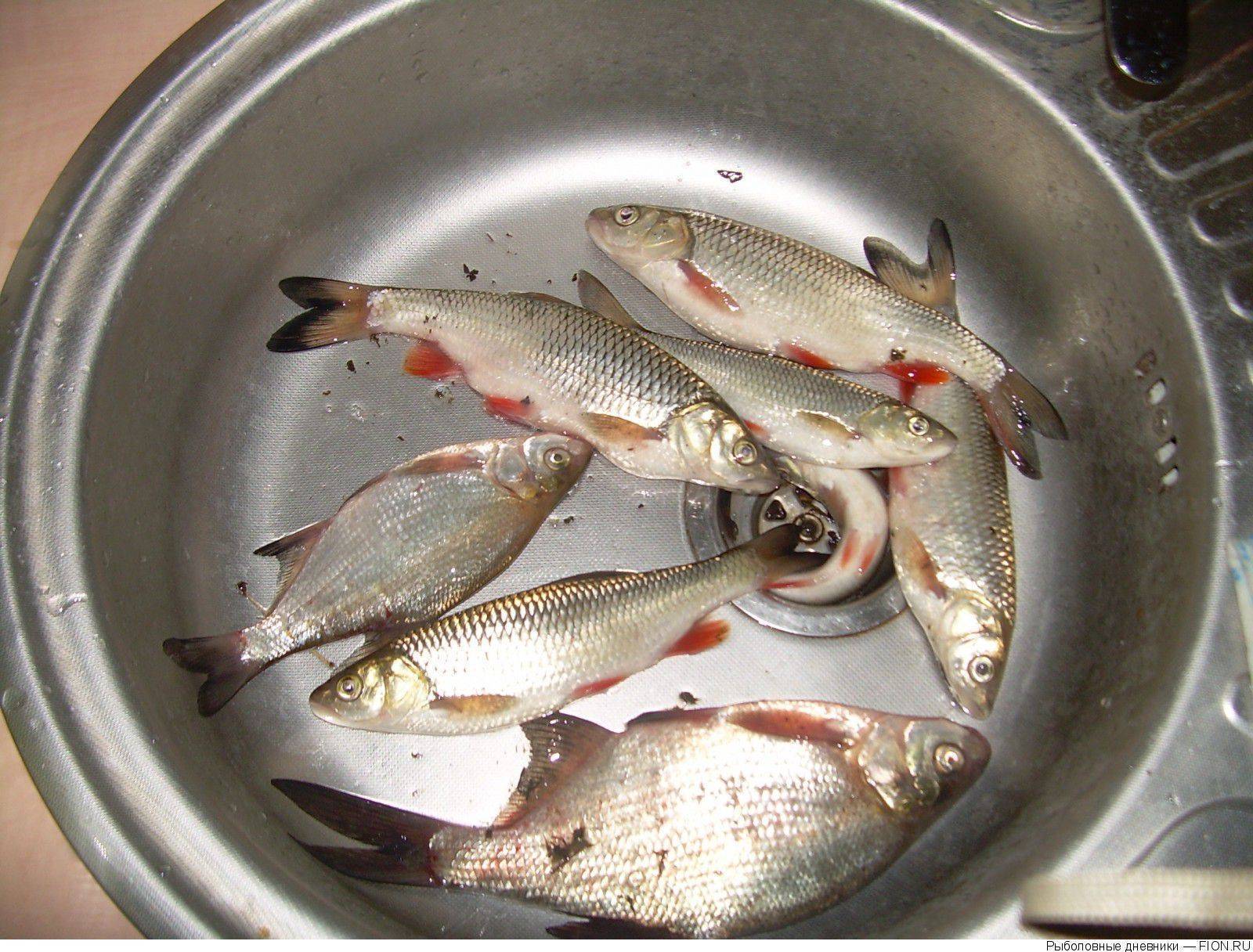 Подольск - календарь рыболова. рыбалка в подольске, график клёва рыбы.