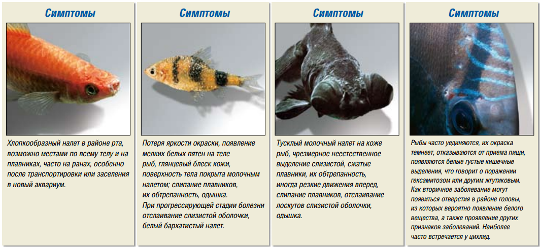 Распространенные болезни аквариумных рыбок: симптомы и лечение