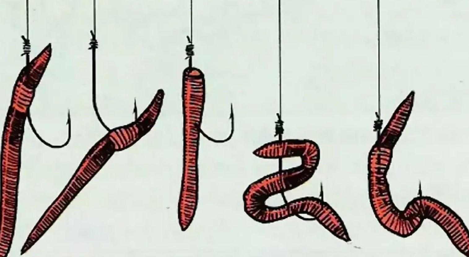 Ловля червей. Способы насадки червя на крючок при ловле. Как насаживать червей. Как насаживать червя на крючок для ловли леща. Как насаживают червя выползка на крючок.