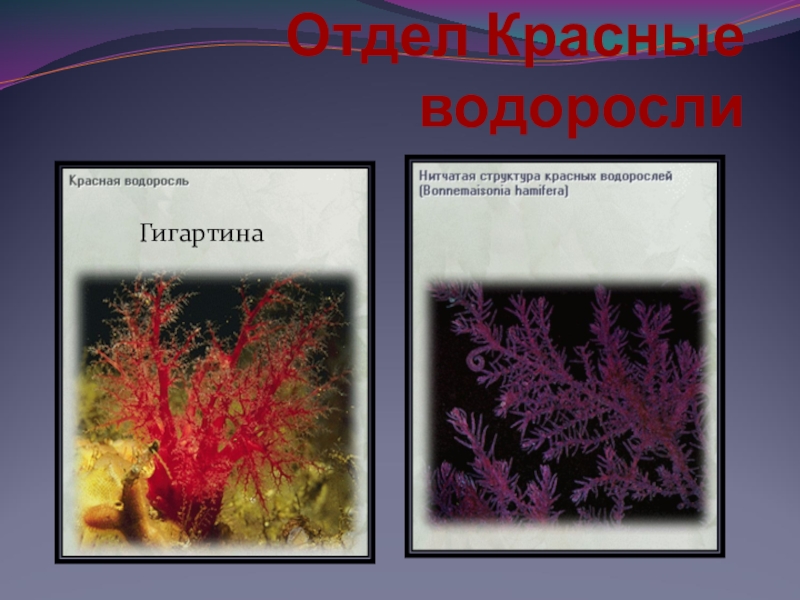 Признак относящийся к водорослям. Представители красных водорослей 5 класс биология. Багрянки водоросли представители. Красные водоросли. Красные водоросли названия.