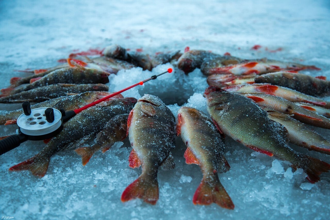 Ловля на балансир зимой для начинающих: собрать удочку для зимней рыбалки (рейтинг лучших балансиров 2023)