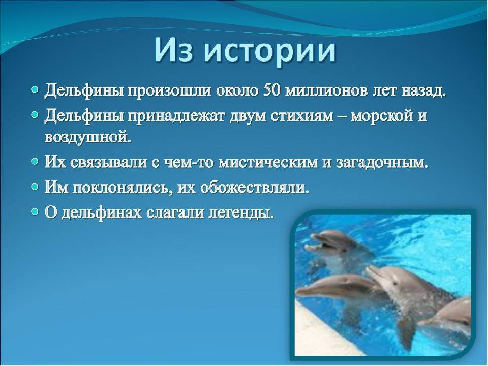 Дельфины – виды и описание