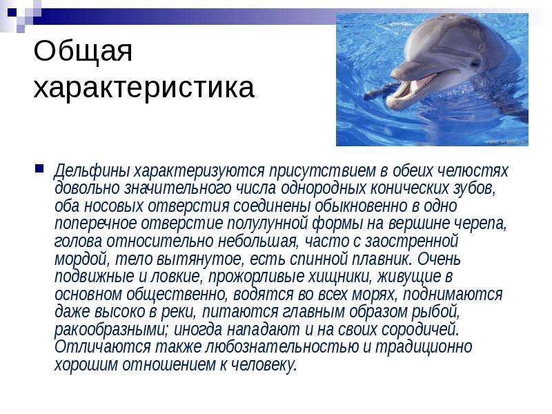 Дельфины – не рыбы и другие интересные факты об этих китообразных - яблык: технологии, природа, человек