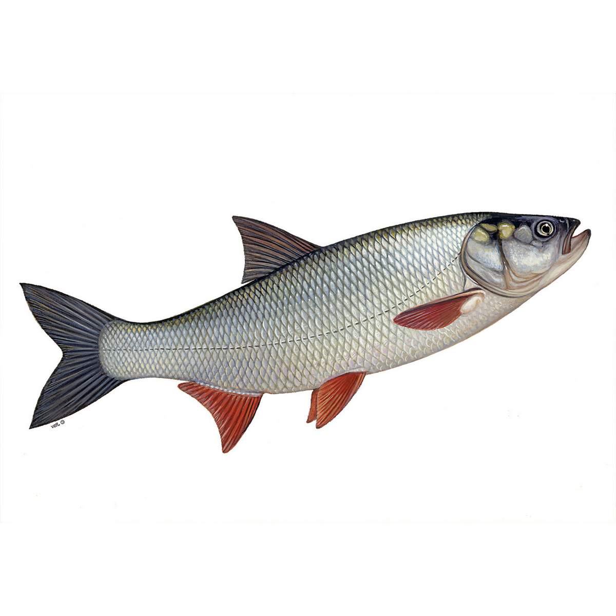 Какая рыба относится к жирным сортам?