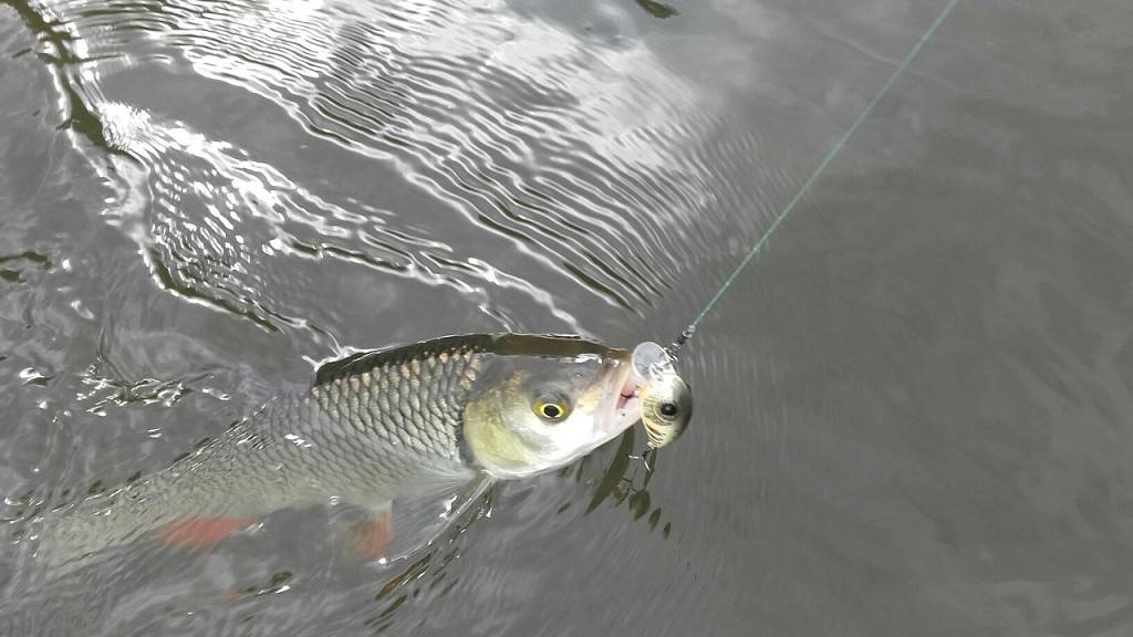 Редкие виды рыб — реки пензенской области, какие рыбы водятся в суре.