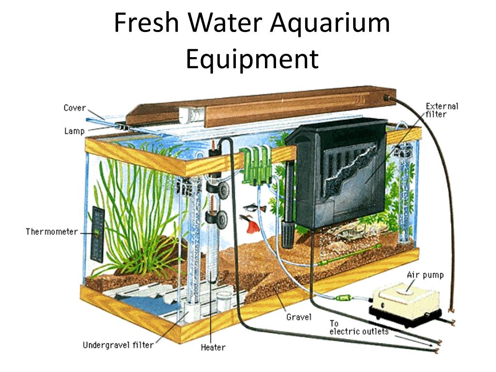Аэрация в аквариуме: подробная инструкция для новичков