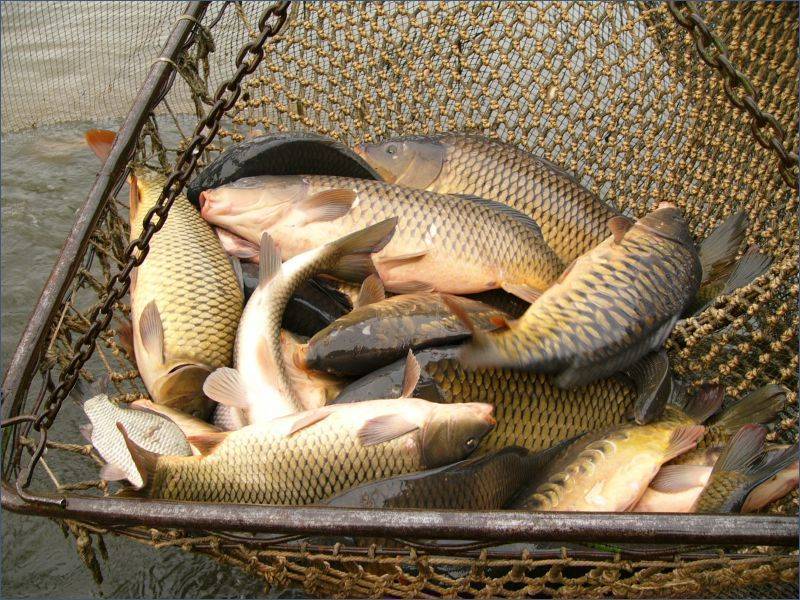 Озеро сенеж рыбалка бесплатно