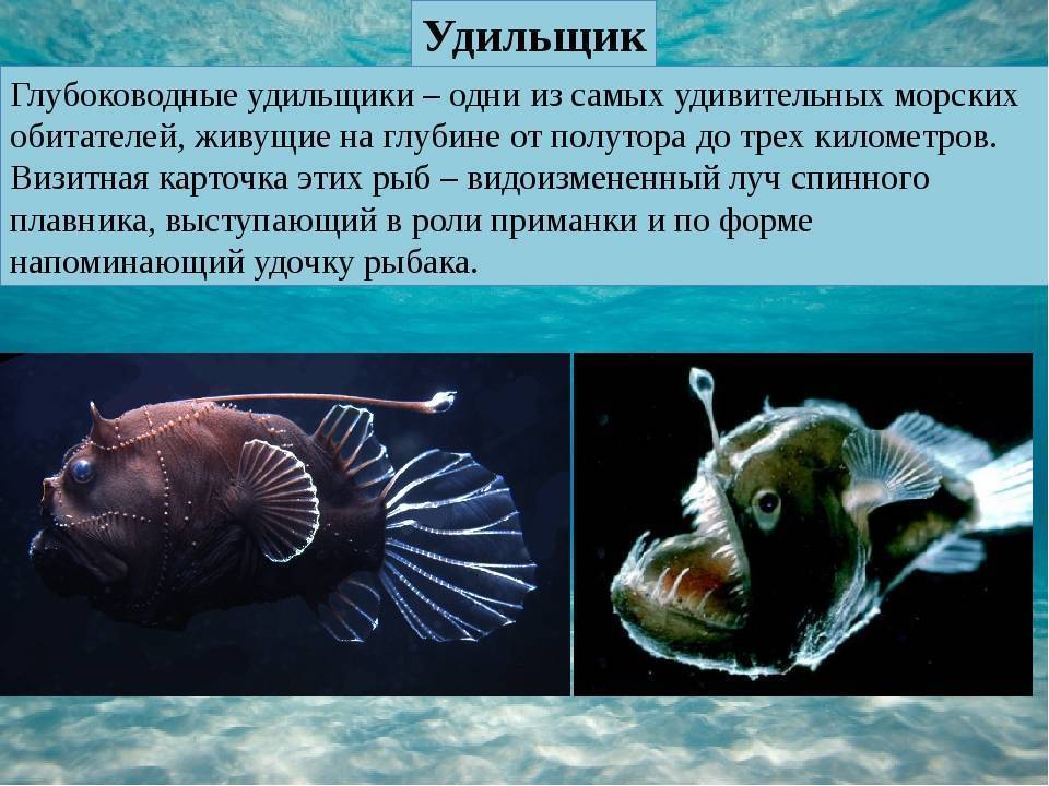 Описание глубоководной рыбы с фонариком на голове. рыба-фонарь или морской черт: описание и характеристика
