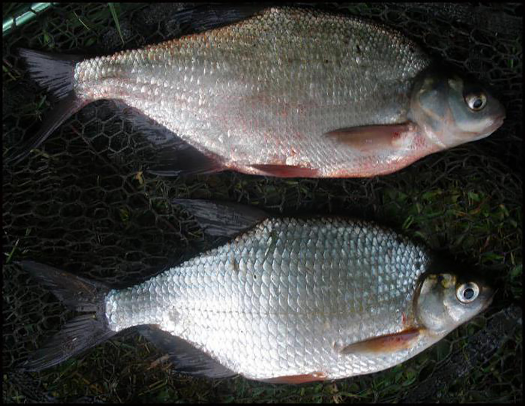 Рыба густера: описание, места обитания, способы ловли