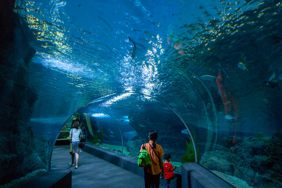Самый большой океанариум в мире: где он находится и его особенности — ribnydom.ru