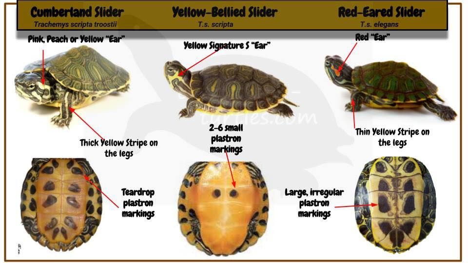 Как понять сколько лет красноухой черепахи. как определить пол красноухой черепахи. видео: узнаем пол