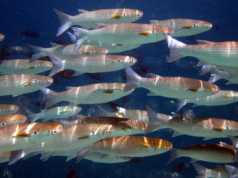 Кефаль: описание рыбы, где водится, как ловить, виды и пищевая ценность