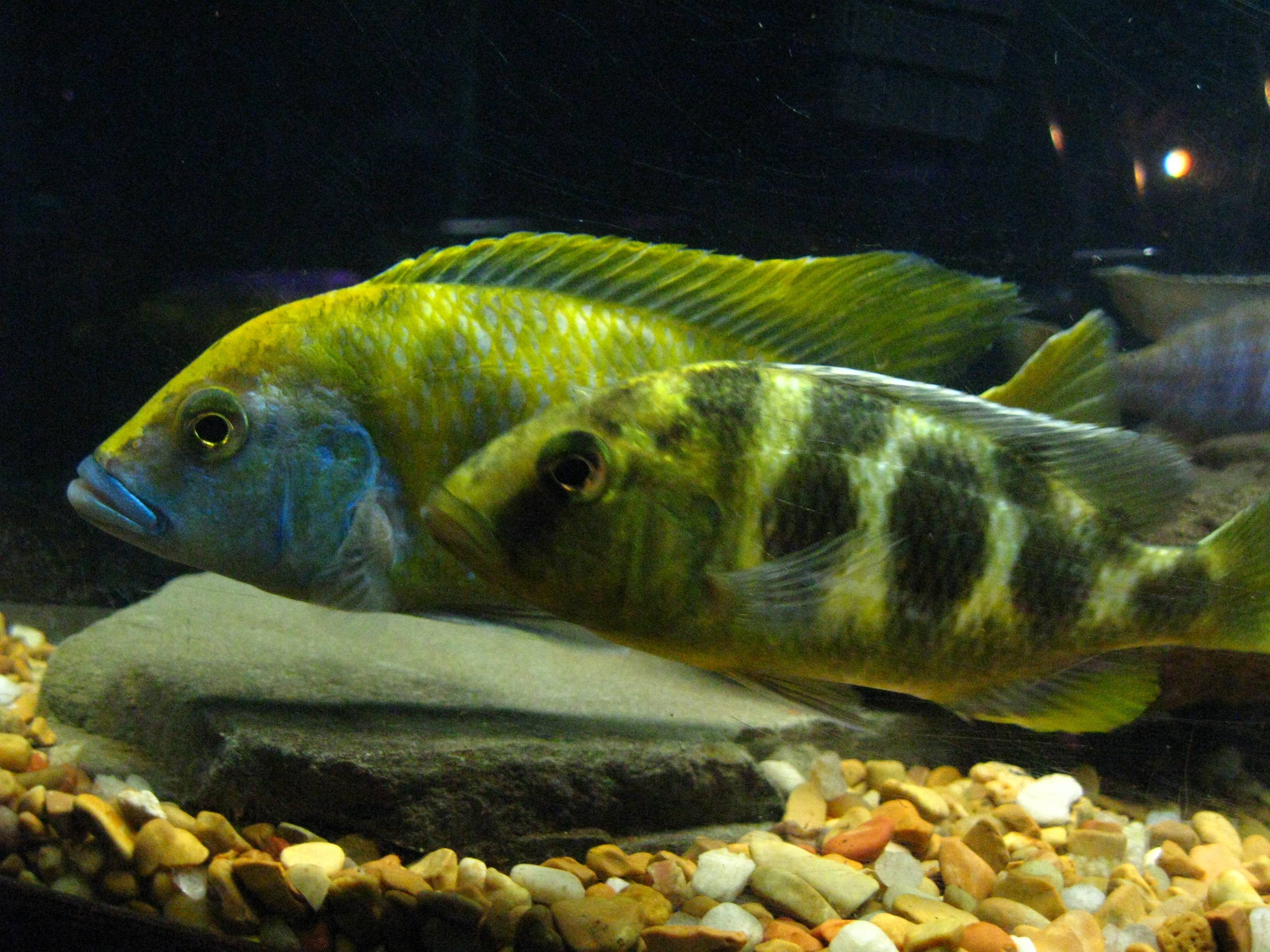 Малавийские цихлиды (рыбки озера малави): виды (мбуна, утака), содержание, описание, размножение в аквариуме