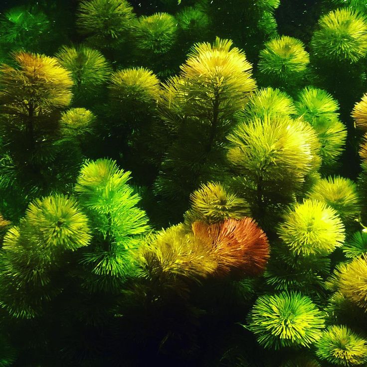 Аквариумное растение кабомба — уход и содержание в аквариуме
