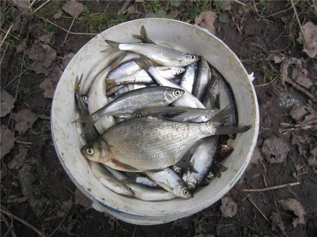 ᐉ смоленское водохранилище - место для рыбака - ✅ ribalka-snasti.ru