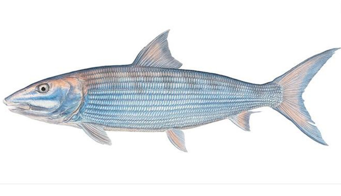 Остронос фото и описание – каталог рыб, смотреть онлайн