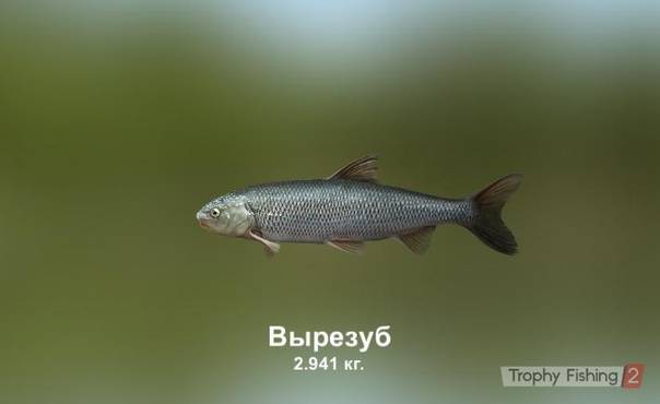 Вырезуб рыба: фото, википедия, описание