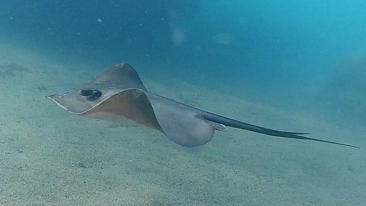 Морской кот. Скат-хвостокол в черном море. Черноморский Скат хвостокол. Скат хвостокол рыба черного моря. Скат хвасто Кол черно Морский.