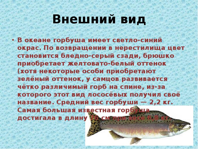 Польза рыбы макрурус: описание, состав и рецепты приготовления