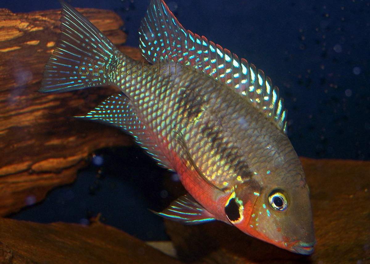 Содержание цихлазомы Меека и е совместимость с другими рыбами